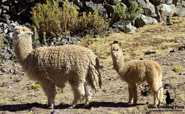 Lares Trek To Machupicchu  Via Huaran