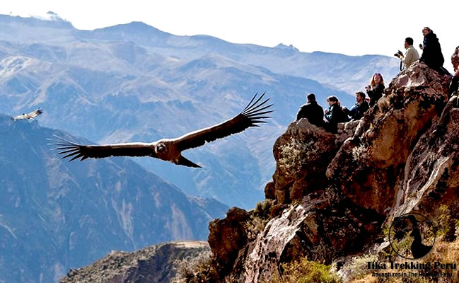 Condor’s Flight Chonta