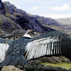 Condor’s Flight Chonta